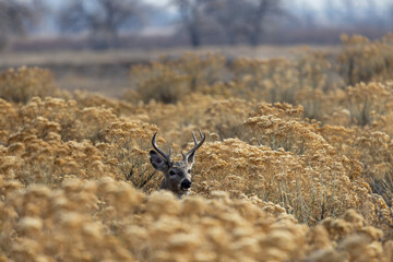 Buck Whitetail Deer During the Rut in Colorado in Autumn