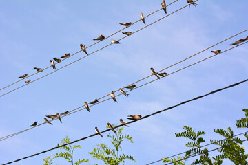 Swallows (Hirundo) are sitting on the wires