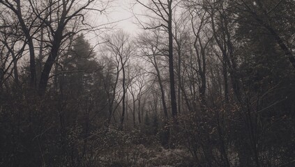 Fototapeta premium Foggy Forest Landscape With Bare Trees and Dense Mist in Early Morning Light
