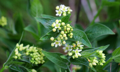 In spring, Vincetoxicum hirundinaria blooms in the forest