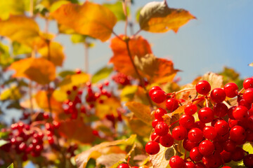 Vivid seasonal imagery, Bright berries and warm autumn hues, Sundrenched red fruits contrasting with blue sky and illuminated golden foliage in scenic garden view
