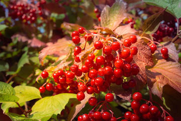 Detailed botanical scene with bright berries and glowing leaves, An intricate depiction of vivid red berries nestled among illuminated autumn leaves and soft background