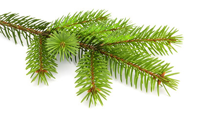 Obraz premium Fresh green pine branch with needles on a clean white background