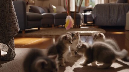 Playful kittens interacting in a cozy home environment. Several fluffy kittens gathered together, creating a heartwarming scene Stock Video