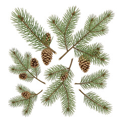 Evergreen branches and pine cones against a black background perfect for festive designs