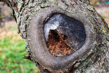 Details und Verletzung an altem Obstbaum © Karl