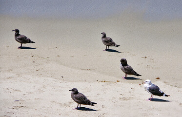 Young California seagulls on a sandy beach