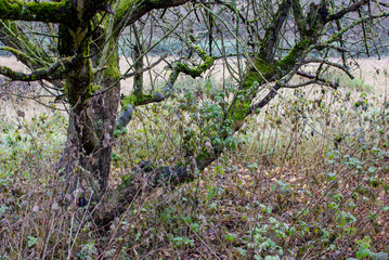 Alte Obstbäume/Apfelbäume