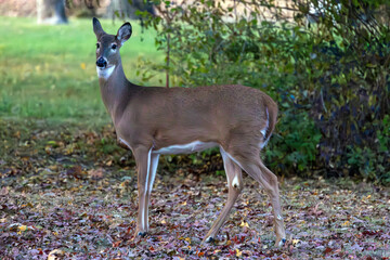white tailed deer