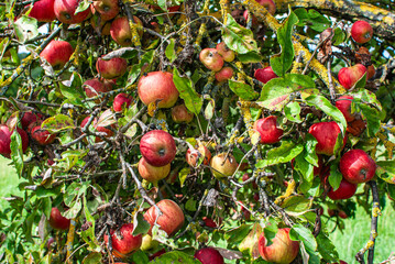 Reife &Auml;pfen an einem Baum