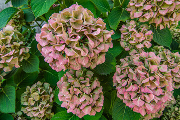 Verbl&uuml;hte Hortensienbl&uuml;ten