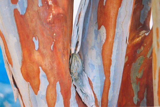 Lagerstroemia indica - Crape Myrtle Bark Close-up
