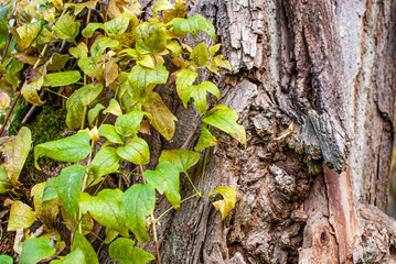 Rrobinienstamm mit Waldrebenranken