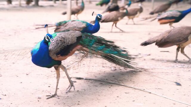 A group of peacocks on a sandy ground, with lush trees in the background. One peacock in the foreground shows off its vibrant blue and green plumage and long tail feathers.