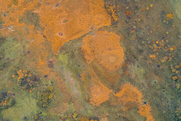 Aerial top down view of orange reed beds in green marsh wetland. Autumn nature swamp texture and colorful landscape pattern with organic shapes.