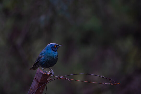 Blue bird with bright orange eye perching on a metal post