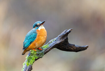 Eisvogel