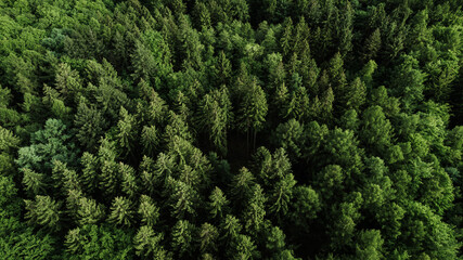 Drone view of a colorful autumn forest with snow-dusted ground. The treetops display a vibrant mix of golden, orange, and green tones, illuminated by the soft morning light. The contrast between the w