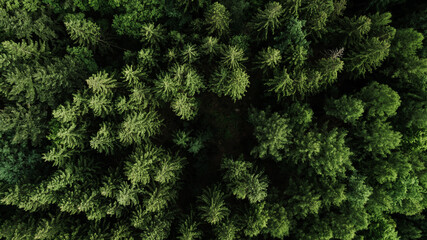 Drone view of a colorful autumn forest with snow-dusted ground. The treetops display a vibrant mix of golden, orange, and green tones, illuminated by the soft morning light. The contrast between the w