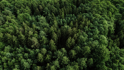 Drone view of a colorful autumn forest with snow-dusted ground. The treetops display a vibrant mix of golden, orange, and green tones, illuminated by the soft morning light. The contrast between the w