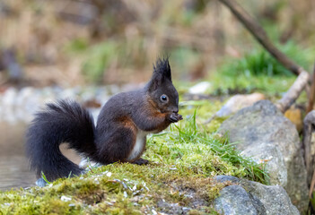 Eichhörnchen