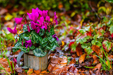 Purple cyclamens in a metal mug in an autumn garden,