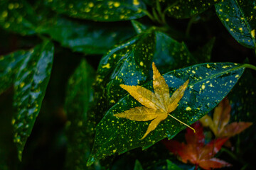 A yellow Japanese maple leaf on wet autumn foliage in a dark setting