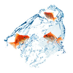 Goldfish and splash of water on white background