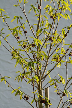 Papau, Indianerbanane, Baum, Asimina triloba, Pawpaw