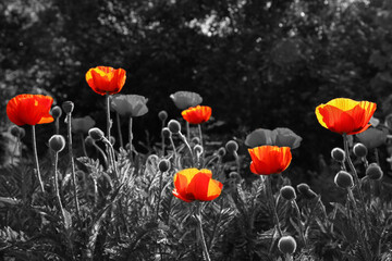 Obraz premium Beautiful poppy flowers blooming in field. Black-and-white toning with red color accent