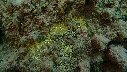 Brown boring sponge (Cliona schmidtii) undersea, Ligurian Sea, Italy, Imperia