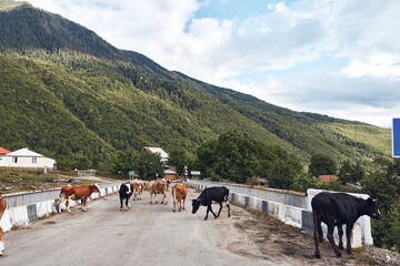 Fototapeta premium Cows wander along a rural road beside a stone guardrail, with green hills and blue sky, creating a peaceful countryside scene with farm animals