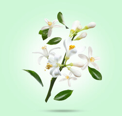 Obraz premium Beautiful flowers and fresh leaves of citrus plant falling on green gradient background