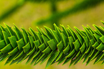 close-up of a branch of Chilean Araucaria