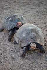 Turtles mating, turtles in their fertile period mating in a zoo in Brazil, selective breeding.