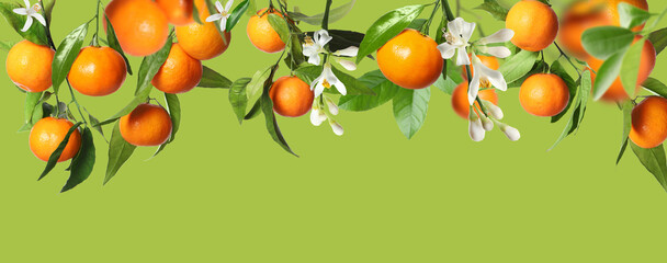 Ripe tangerines on branches with leaves and flowers against green background, space for text. Banner design