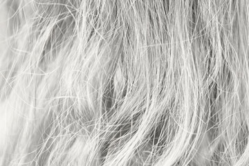 Closeup texture of light blond wavy hair with natural strands and flowing movement creating soft abstract background for beauty care, hair health and styling concepts