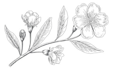 Vintage botanical cherry blossom branch illustrated in engraving. Engraved cherry blossom stem with blooming.
