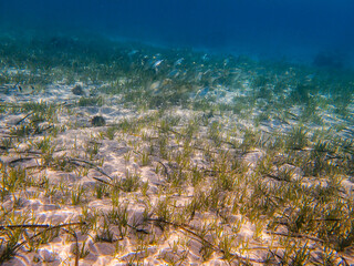 Underwater view with Posidonia oceanica seagrass in the clear waters of Costa Blanca, Spain, featuring small fish and natural light