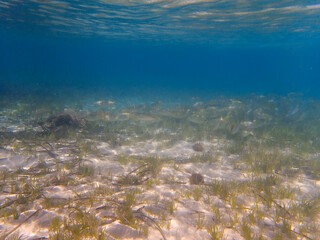 Underwater view with Posidonia oceanica seagrass in the clear waters of Costa Blanca, Spain, featuring small fish and reflections on water surface