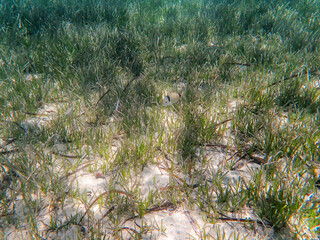 Underwater view with Posidonia oceanica seagrass in the clear waters of Costa Blanca, Spain, featuring small fish in the middle of the frame