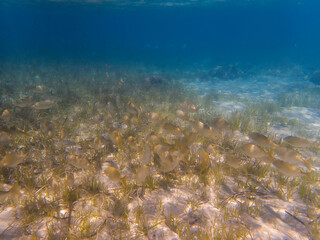 Underwater scene with Posidonia oceanica seagrass in the clear waters of Costa Blanca, Spain, featuring group of fish