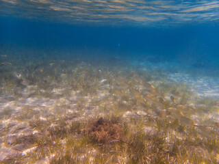 Underwater scene with Posidonia oceanica seagrass in the clear waters of Costa Blanca, Spain, featuring small fish and reflections on water surface
