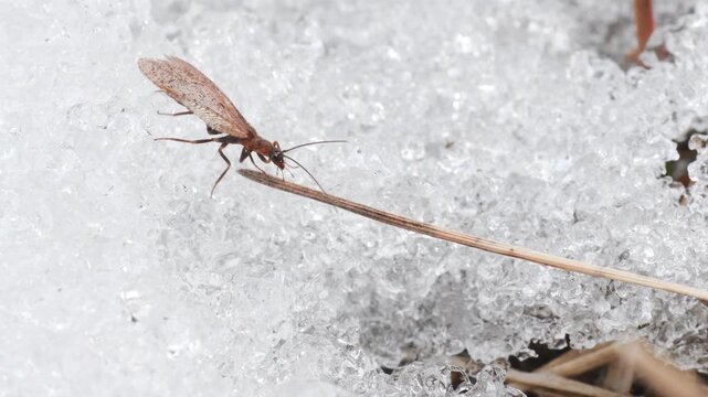 lacewing comes out of snow after winter hibernation, INSECT ON SNOW, CRISOPIDAE, Brown Lacewing, Gran Paradiso National Park, Cogne, Valnontey, Valle d'Aosta, Italy,