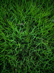 Fresh Green Grass Texture- Natural Background for Design 