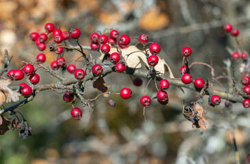 Red hawthorn berries growing on a bush in nature