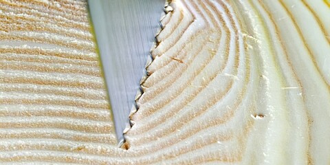 Close-up view of a sharp saw blade cutting into a piece of light-colored wood, revealing the distinct wood grain pattern.