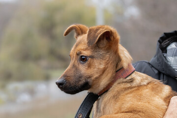 A man holds a frightened puppy from a shelter for homeless animals in his arms.Adaptation and socialization of homeless animals.