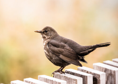 Dunnock bird on a fence