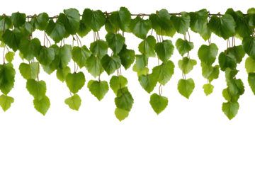 Hanging vine leaves border in natural style isolated on white background